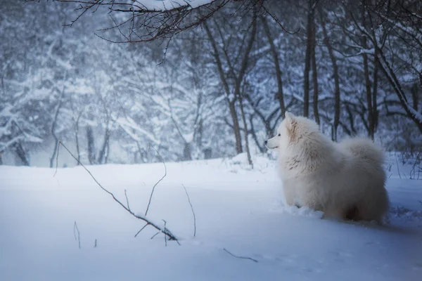 Портрет самоедской собаки на фоне зимнего леса — стоковое фото