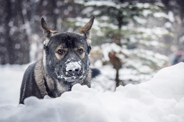 Osteuropäischer Schäferhund, Hund im Winter — Stockfoto