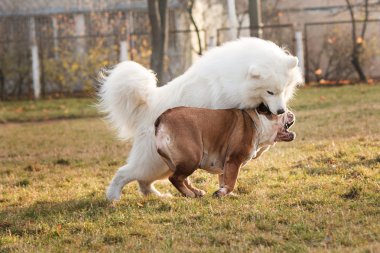 Köpek doğurmak İngilizce bulldog doğal kaynak arka plan üzerinde yürüme
