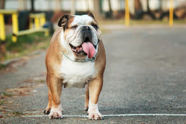 Chien de race Bouledogue anglais marche sur fond de printemps naturel — Photo