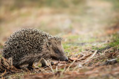Kirpi orman arka planda