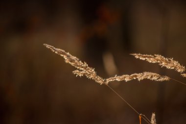 Karanlık bir arka plan üzerinde dal