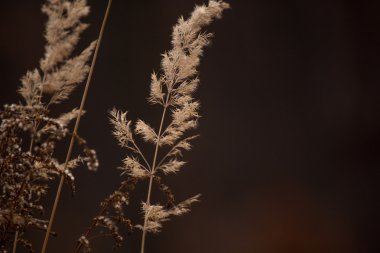 Karanlık bir arka plan üzerinde dal