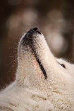 Samoyed köpek, beyaz bir köpek portresi