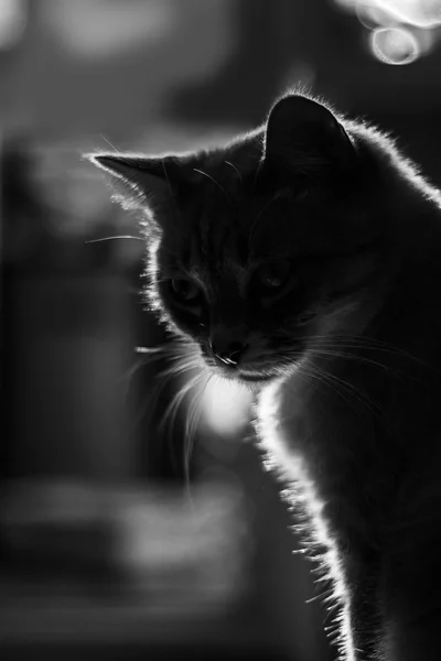 Silhouette noire et blanche d'un chat — Photo