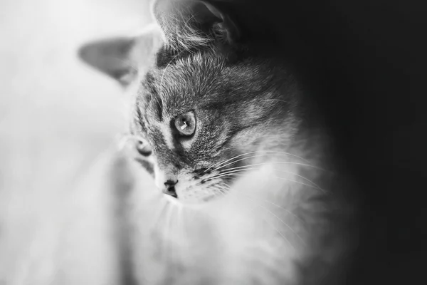 Gato oriental con ojos azules — Foto de Stock