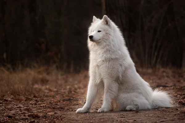 Samoyed köpek, beyaz bir köpek portresi — Stok fotoğraf