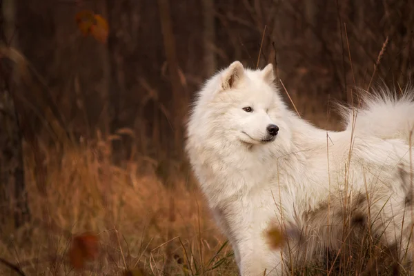 Samoyed pies, portret biały pies — Zdjęcie stockowe