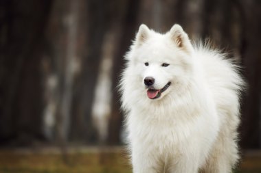 Samoyed köpek, beyaz bir köpek portresi