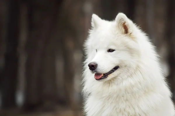 Cão de Samoyed, retrato de um cão branco — Fotografia de Stock