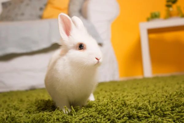 Weißes Kaninchen in hellem Interieur — Stockfoto