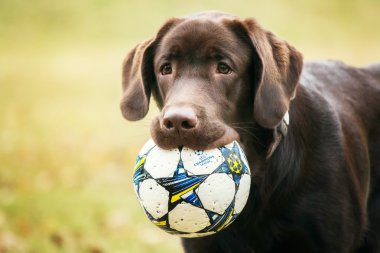 Labrador retriever çim bir arka plan üzerinde oynamak