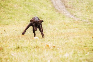 Labrador retriever çim bir arka plan üzerinde oynamak
