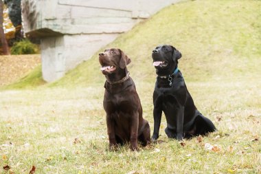 Labrador retriever çim bir arka plan üzerinde oynamak