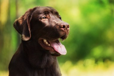 Labrador yaz orman arka plan üzerinde