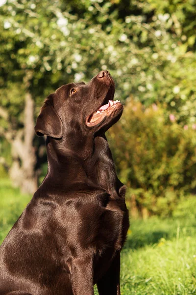 Labrador Retriever sitter på gräset i bakgrunden — Stockfoto