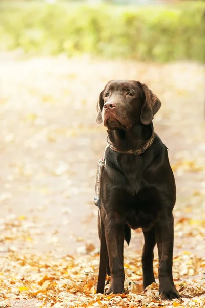 Labradorský retrívr hrát na trávě na pozadí — Stock fotografie