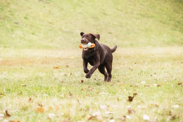 ラブラドル ・ レトリーバー犬の背景に芝生で遊ぶ — ストック写真