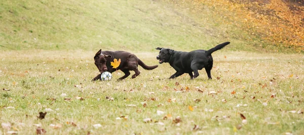 在背景上的草地上玩耍的拉布拉多犬 — 图库照片