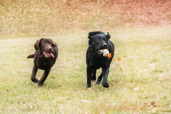 在背景上的草地上玩耍的拉布拉多犬 — 图库照片