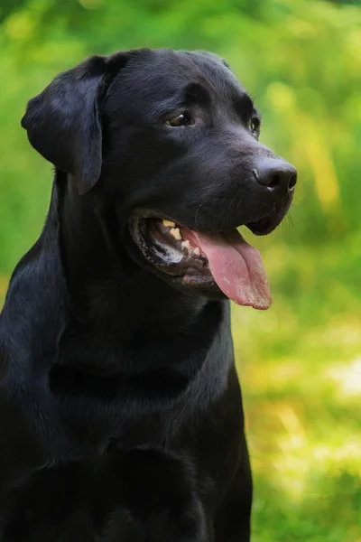 Labrador på sommaren skog bakgrunden — Stockfoto