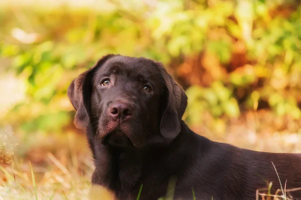 Labrador no fundo da floresta de verão — Fotografia de Stock