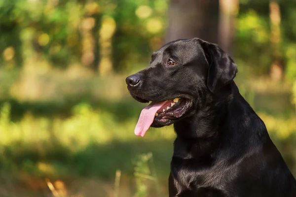 Labrador på sommaren skog bakgrunden — Stockfoto