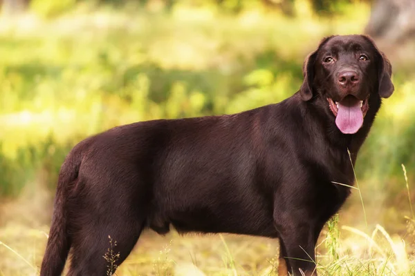 Labrador no fundo da floresta de verão — Fotografia de Stock