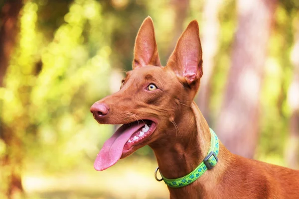 Pharaonenhund im Sommer Wald — Stockfoto