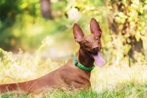 Pharaoh Hound in summer forest