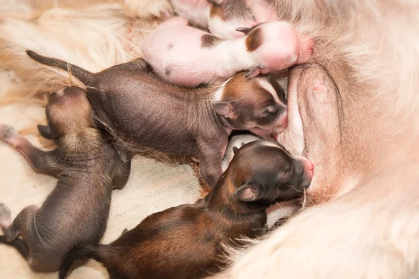 Newborn puppies Chinese crested dog sucking maternal milk — Stock Photo, Image