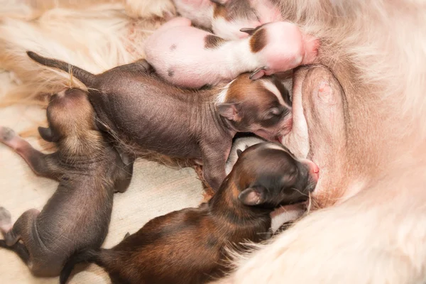 Nyfödda valpar Chinese crested dog suger modersmjölk — Stockfoto