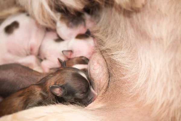 Yeni doğan yavru Çin Tepeli Köpek emme anne sütü — Stok fotoğraf