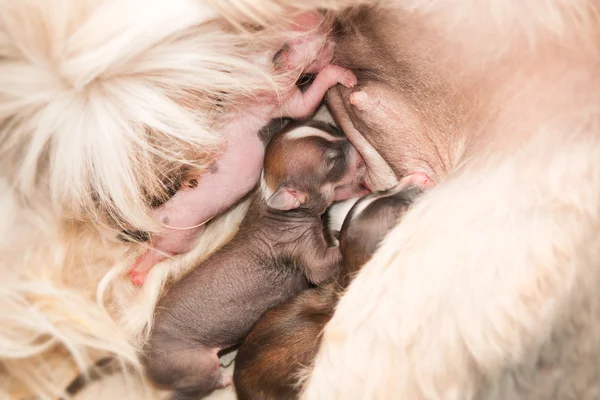 Yeni doğan yavru Çin Tepeli Köpek emme anne sütü — Stok fotoğraf