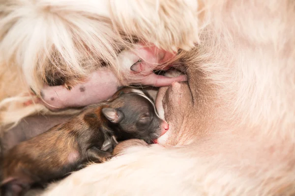 Chiots nouveau-nés Chien chinois crêpé sucer le lait maternel — Photo