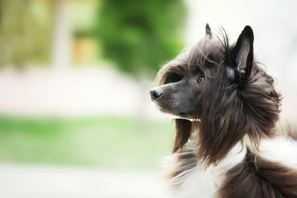 Porträt eines chinesischen Haubenhundes auf leicht verschwommenem Hintergrund — Stockfoto