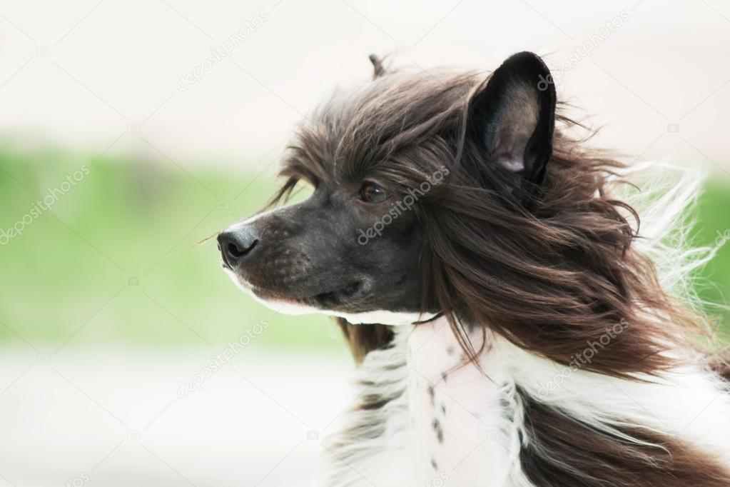 Chinese Crested dog portrait on a light blurred background