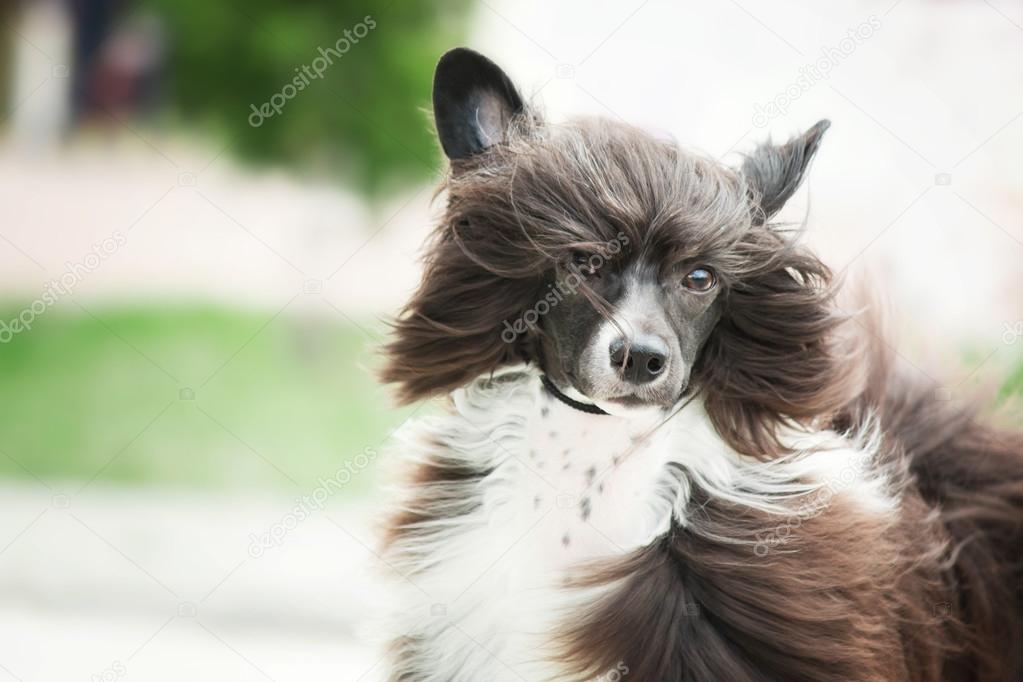 Chinese Crested dog portrait on a light blurred background