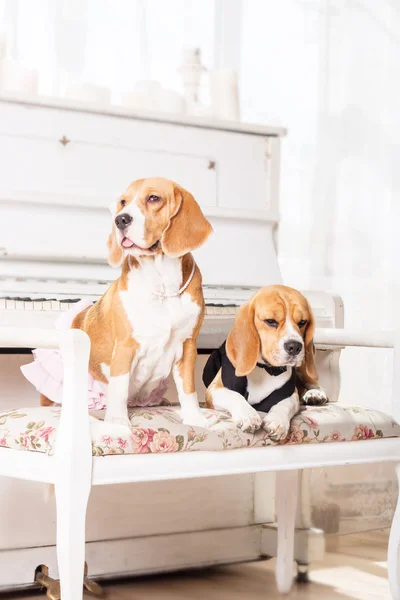 A pair of beagle dogs in a beautiful dress on a beautiful light background — Stock Photo, Image