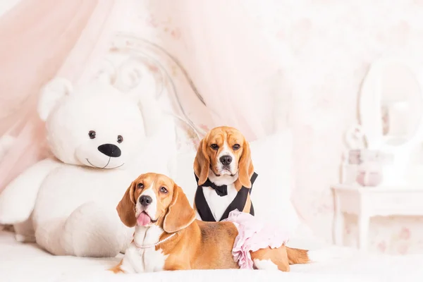 A pair of beagle dogs in a beautiful dress on a beautiful light background — Stock Photo, Image