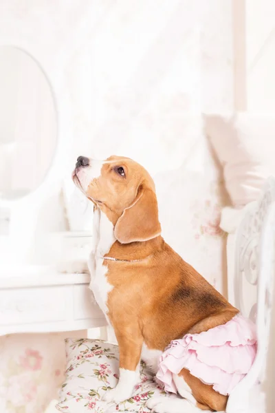 O cão beagle em um belo vestido senta-se em um fundo de um belo interior leve — Fotografia de Stock