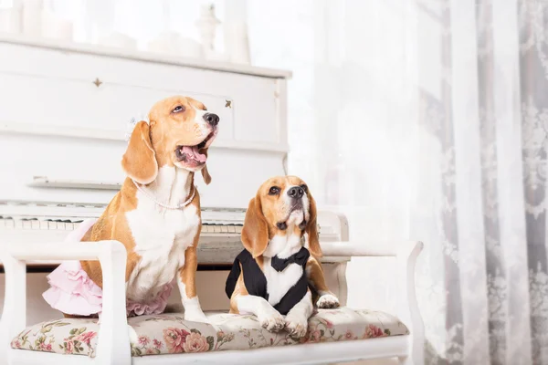 Un par de perros beagle en un hermoso vestido sobre un hermoso fondo claro — Foto de Stock