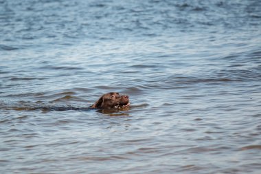Çikolata Labrador Retriever suyla çalışıyor