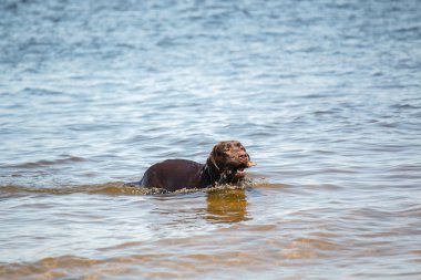 Çikolata Labrador Retriever suyla çalışıyor