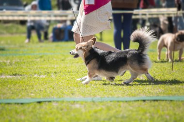 Galce corgi köpek yeşil çim zemin üzerine