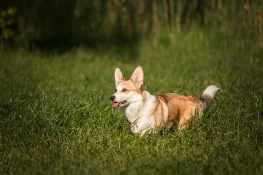 Galce corgi köpek yeşil çim zemin üzerine