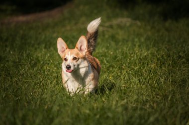 Galce corgi köpek yeşil çim zemin üzerine