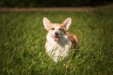 Galce corgi köpek yeşil çim zemin üzerine