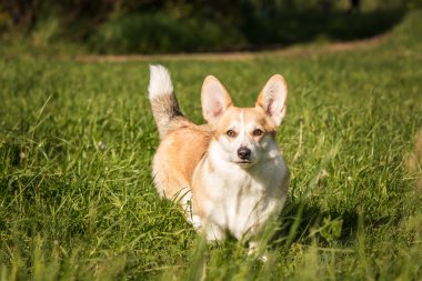 Galce corgi köpek yeşil çim zemin üzerine