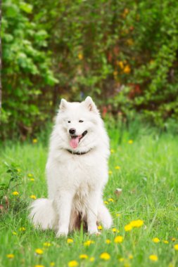 Yeşil arka plan üzerinde çalışan Samoyed köpek